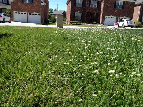 Lawn Weed Control Killer Jamestown NC Kill Weeds and Crabgrass